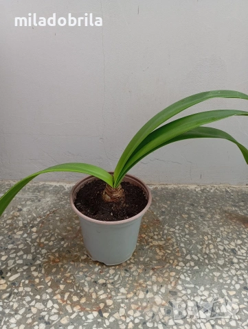 Амарилис/ Рицарска звезда , снимка 2 - Стайни растения - 54288860