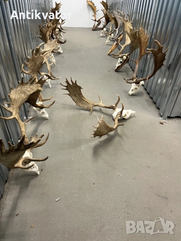 Трофеи елени лопатари, снимка 5 - Други - 50464318