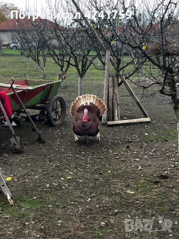 Оплодени яйца от пуйки ред бърбън