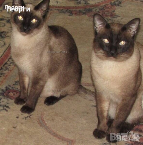 Женско сиамско коте, възможна доставка., снимка 6 - Сиамска - 54890589