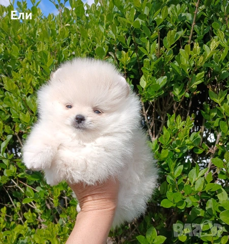 Померан мини момченце