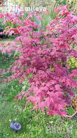 Японски Клен, Аcer palmatum Аtropurpureum, снимка 2 - Градински цветя и растения - 54946448