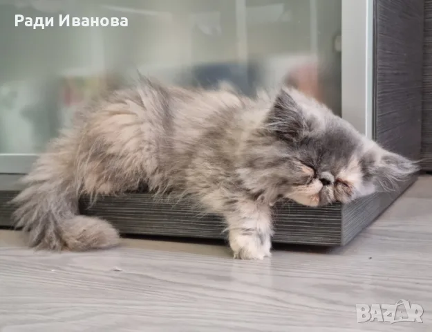 Персийски котета, сестрички родени на 23.05.26г., снимка 4 - Персийска - 55676959