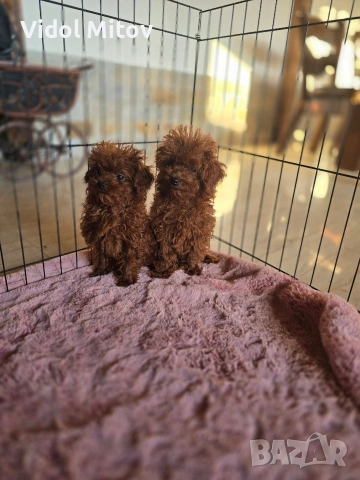 Тийкъп Пудел момчета , снимка 3 - Пудели - 55136822