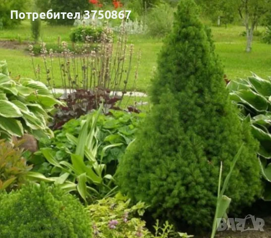 🌲🌲🌲 Picea glauca 'Conica' – Декоративен смърч Коника (джудже), снимка 4 - Градински цветя и растения - 55395318