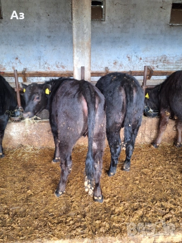 Продавам 6 телета Абърдийн ангус