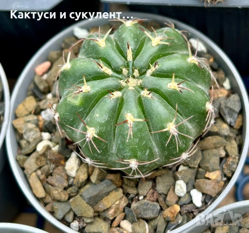 Кактус  Matucana Polzii, снимка 9 - Градински цветя и растения - 54593836