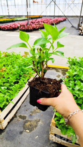 Хортензия Сибила, Hydrangea macrophylla Sibilla за сянка!!, снимка 10 - Градински цветя и растения - 54722792