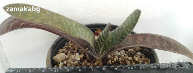 Гастерия хибрид (GASTERIA HYBRID), сукулентно растение