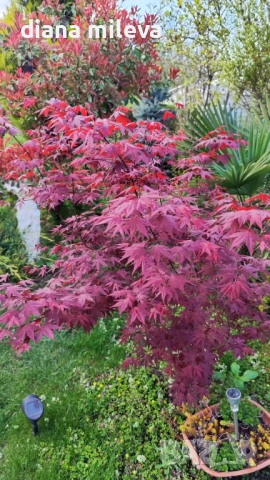 Японски Клен, Аcer palmatum Аtropurpureum, снимка 5 - Градински цветя и растения - 54946448