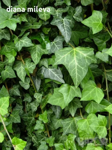 Обикновен бръшлян (hedera helix), студоустойчив