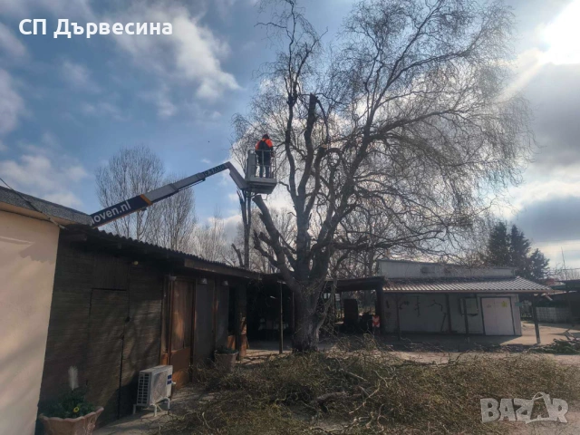 Премахване Рязане Отсичане Кастрене на Опасни Дървета Арбористи Автовишка / Кран, снимка 4 - Други - 54427028