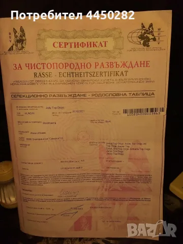 Малки немски овчарки, снимка 7 - Немска овчарка - 55066133