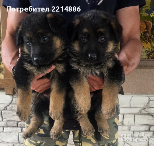 Немски овчарки , снимка 10 - Немска овчарка - 40188254