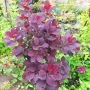 Червенолистна Смрадлика, Cotinus Royal purple или още Тетра!!!, снимка 5