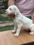 Дого Аржентино / Dogo argentino , снимка 13