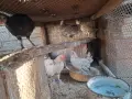Пилета джинки чифт 15 евро, снимка 1