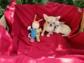 момче чихуахуа. , снимка 3