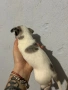 Чихуахуа, снимка 6
