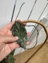 Caudata iml 1556, снимка 1