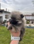 продавам мъжки померанй , снимка 2