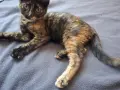 Бездомно женско коте, снимка 9