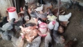 Продавам няколко породи ярки кокошки, снимка 9
