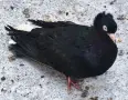 Чифт паламарски гълъби , снимка 2