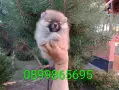 Мъжки и женски Померани., снимка 1