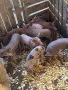 Малки прасенца за продан, снимка 5