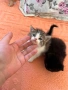 Котенца майка персийка баща ангорец , снимка 5