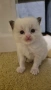 Ragdoll Cats / Регдол Котенца , снимка 4