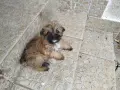 Малки кученца си търсят добър стопанин , снимка 2
