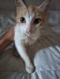 Коте си търси дом, снимка 1