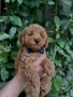 Той пудел/Toy poodle/Чистокръвни той пуделчета (черни и ред/априкот), снимка 5