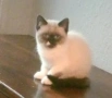 коте Регдол момиче , снимка 1