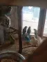 Папагали канарчета пътпъдъци, снимка 3