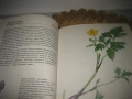 Растения полей и лесов - 1987 г., снимка 5