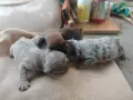 Френски Булдочета , снимка 1