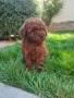 Пудел Той/Poodle Toy, снимка 11