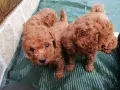 Продавам кученца померански шпиц и мини пудел , снимка 13