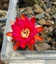 Кактус Chamaecereus hyb cv. Inca Sunset, снимка 2