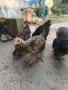 Продавам пилета на 2 месеца , снимка 2