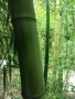 разсад от зелен бамбук, снимка 1