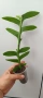 Selenicereus chrysocardium, снимка 2