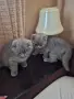 Шотландски котенца , снимка 1