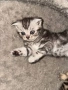Шотландски котенца, снимка 7