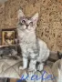 Котета мейн куун , снимка 2