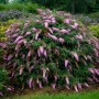Будлея Розова наслада, Buddleja Pink Delight, снимка 1