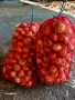 Лук и балучка сорт Лясковски 58 , снимка 4